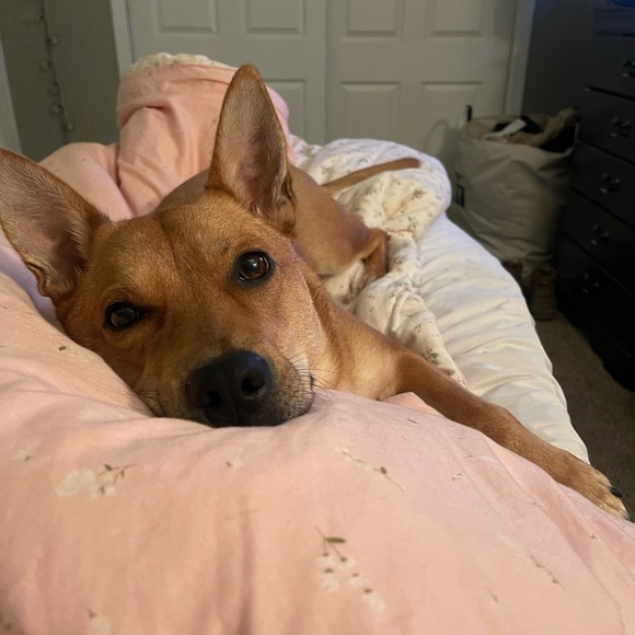 Puppy Warning - Picture 2 of 7